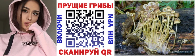 ссылка на мегу ссылка  наркота  Новохопёрск  Псилоцибиновые грибы MAGIC MUSHROOMS 
